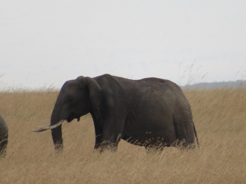 Kenya - elephant