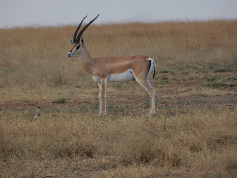 Kenya - gazelle