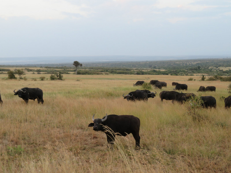 Kenya - buffaloes