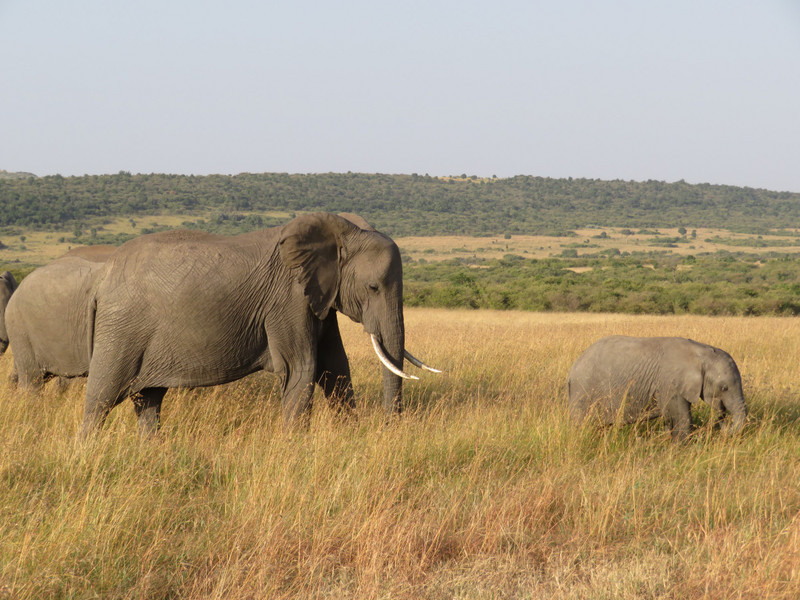 Kenya - elephants