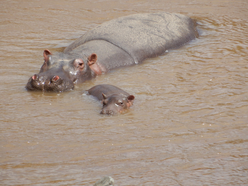 Kenya - hippos