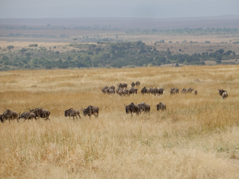 Kenya - wildebeast migration
