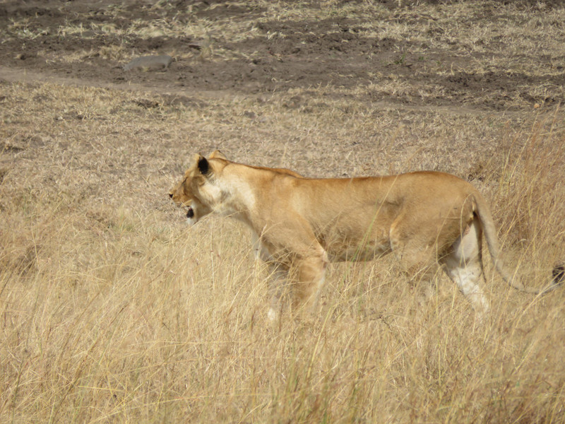 Kenya - lion