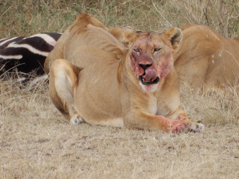 Tanzania - why is the lion's face so bloody? What was so good?