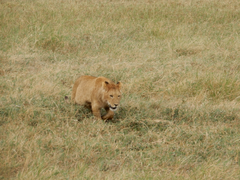 Tanzania - lion