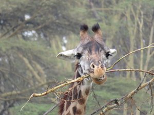 Snacking giraffe