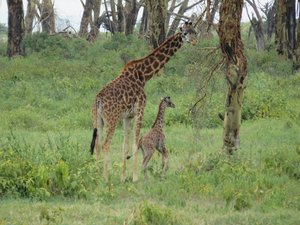 Adult and young giraffe