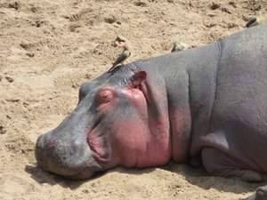 Hippos resting