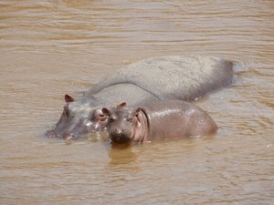 Adult and little hippo