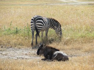 Wildebeest and zebra