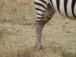Zebra detail