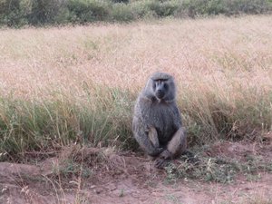 Kenya baboon