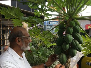 Punchi at papaya tree