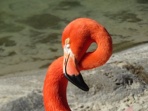 Flamingo, San Diego Zoo