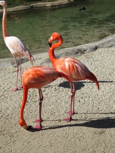 Flamingoes, San Diego Zoo