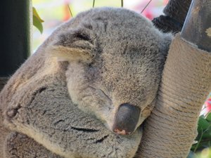 Koala,, San Diego Zoo