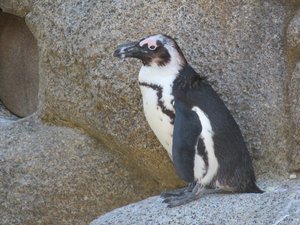 Penguin, San Diego Zoo