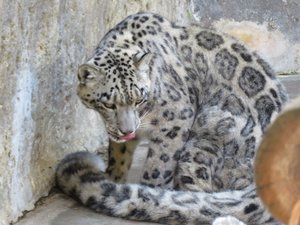 Snow Leopard, San Diego Zoo