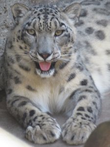 Snow Leopard, San Diego Zoo