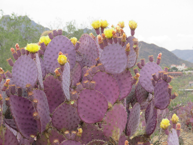 Saguaro National Park (prickly pear cactus)