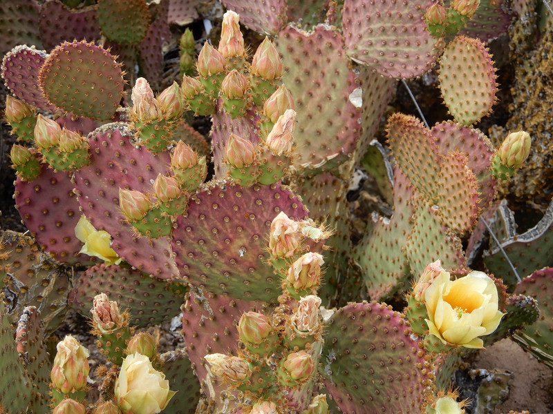 Saguaro National Park (prickly pear cactus)