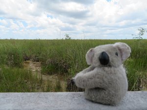 Ruby at Everglades National Park