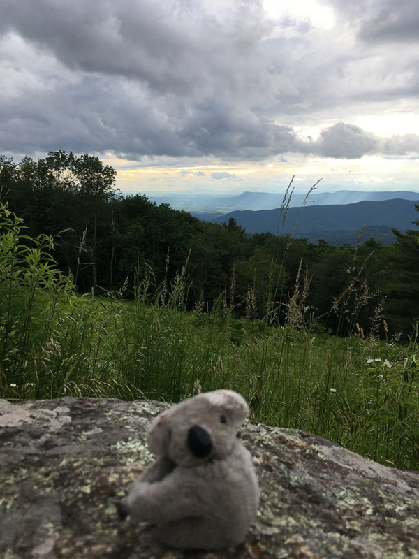 Ruby at Skyline Drive