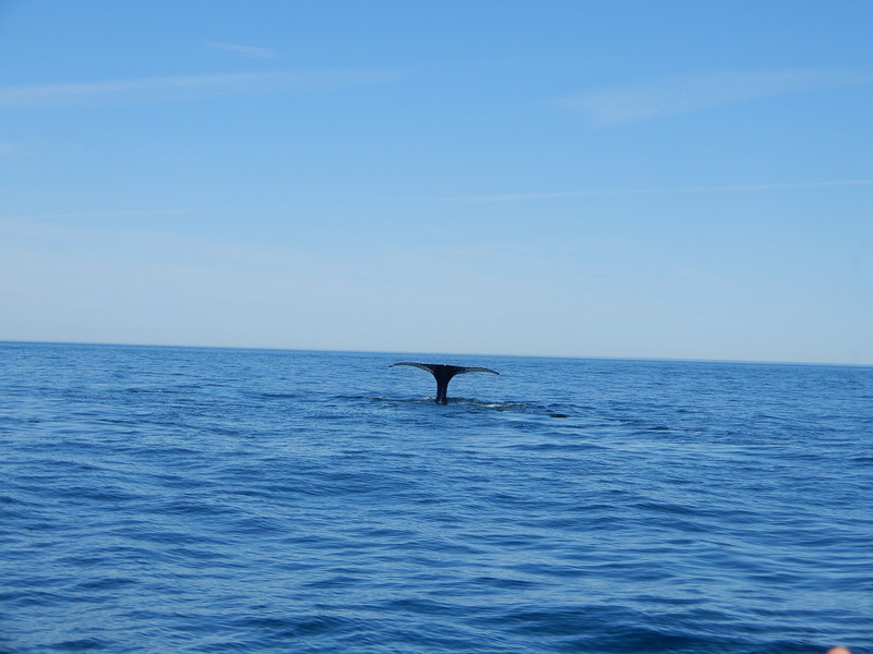 Nova Scotia whale watching
