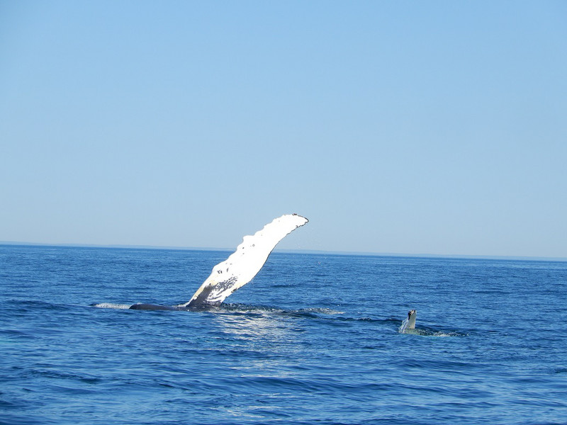Nova Scotia whale watching 
