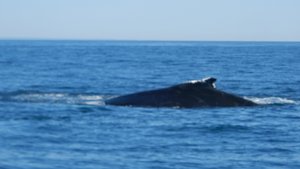 Nova Scotia whale watching