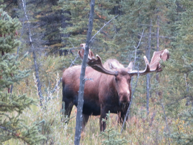 Denali National Park; male moose