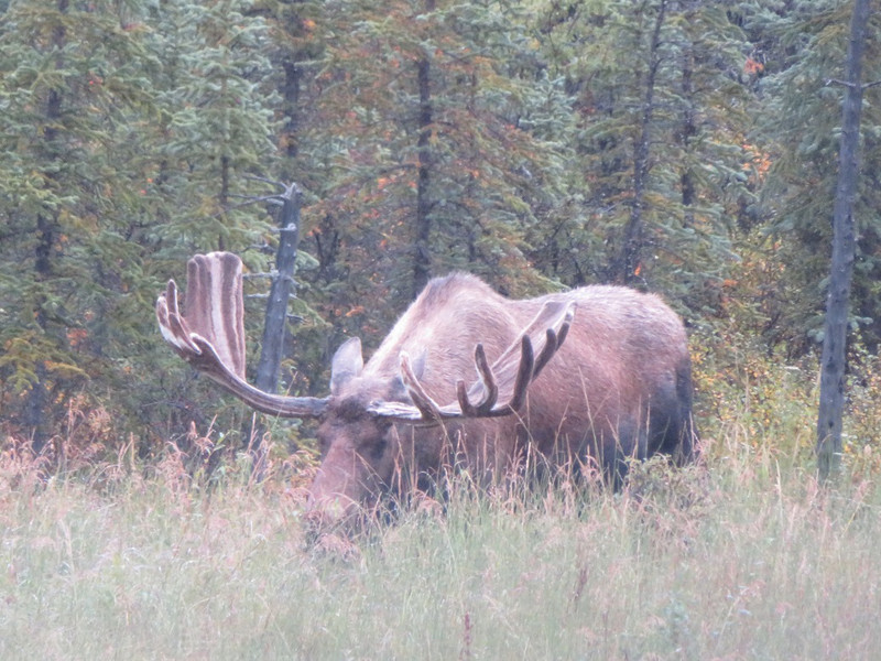 Denali National Park; male moose