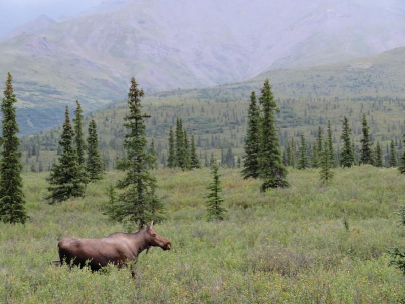 Denali National Park; female moose
