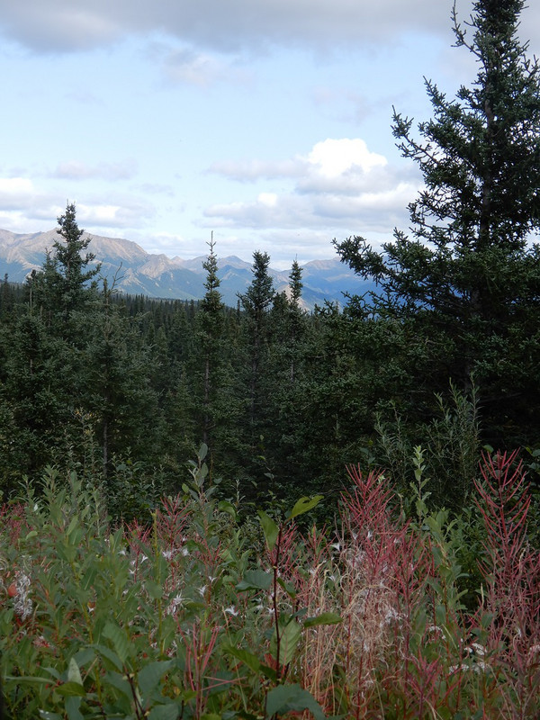 Denali National Park