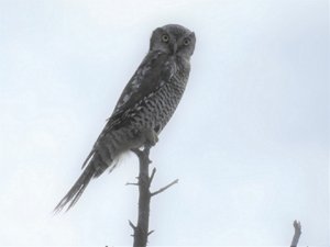 Denali National Park; hawked owl