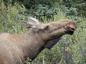 Denali National Park; female moose