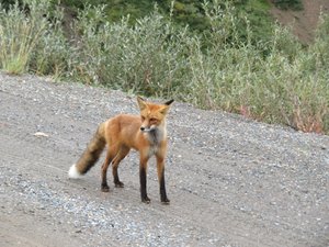 Denali National Park; fox