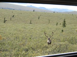 Denali National Park; caribou