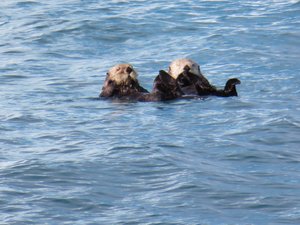 Columbia Glacier cruise - otters