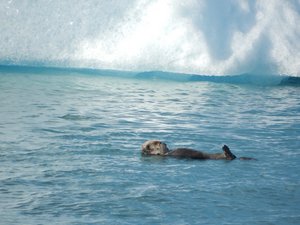 Columbia Glacier cruise - otter