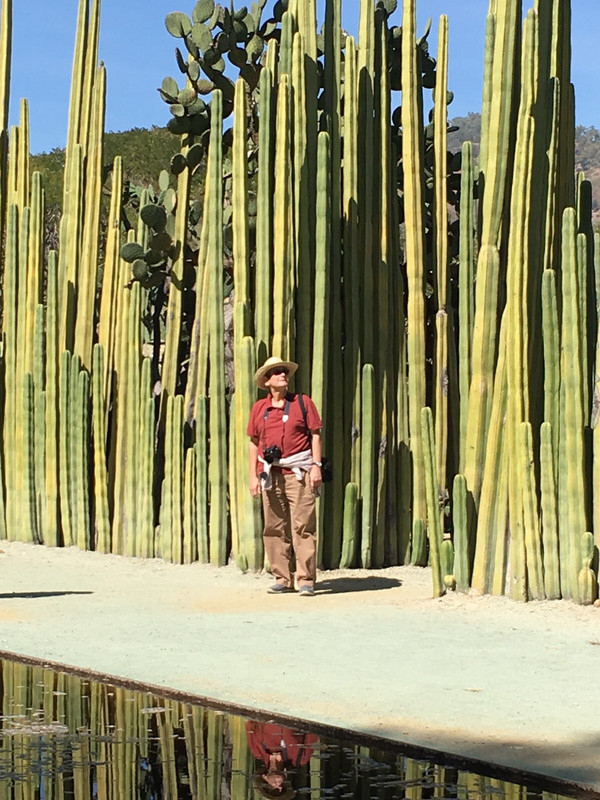 Orgelpfeifen - Kaktus