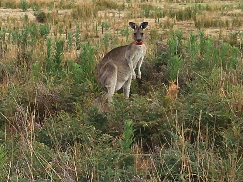 Känguru im Wilson Promontory NP - mit Kennzeichnung