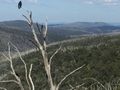 in den australischen Alpen - die Bäume sehen tot aus, sind es aber nicht!