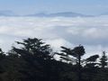 Blick vom Mt. Emei auf das Nebelmeer (Bäume auf 3000 m!)