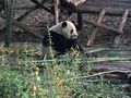Fast ausgewachsener Panda beim Bambus-Essen