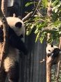 2 junge Pandas hängen faul in den Bäumen
