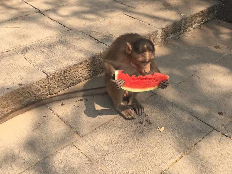 Frecher Affe im Aturpark bei Mumbai