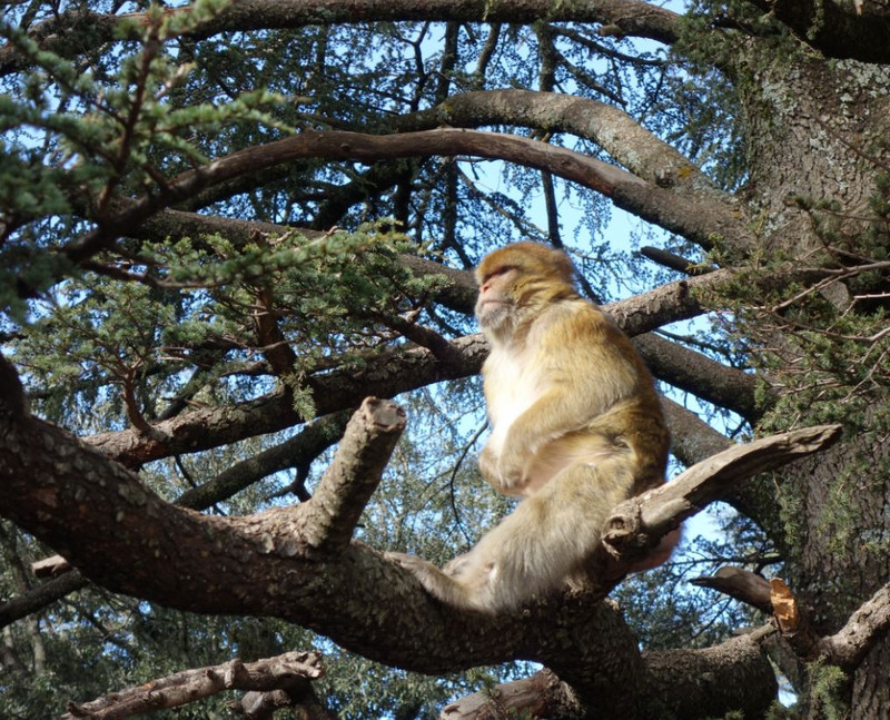 Barbary macaque Monkey in Tree