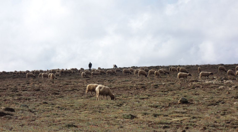 Sheep Herders are everywhere