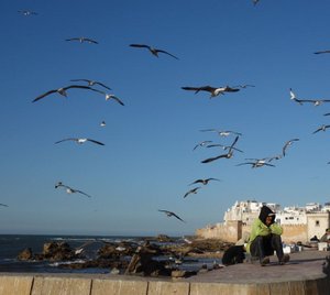 Essaouira gulls